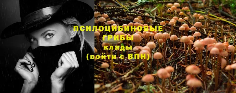 Псилоцибиновые грибы Cubensis  Дивногорск 